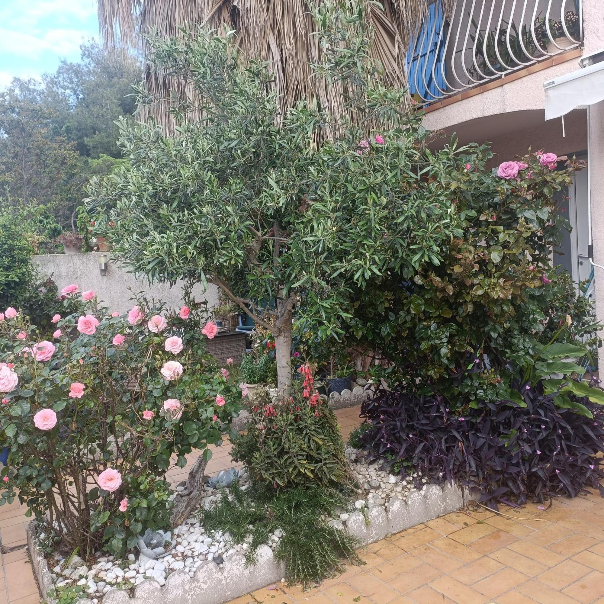 Studio Clair, Climatise Avec Jardin Et Parking Perpignano Camera foto